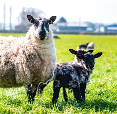 curious sheep